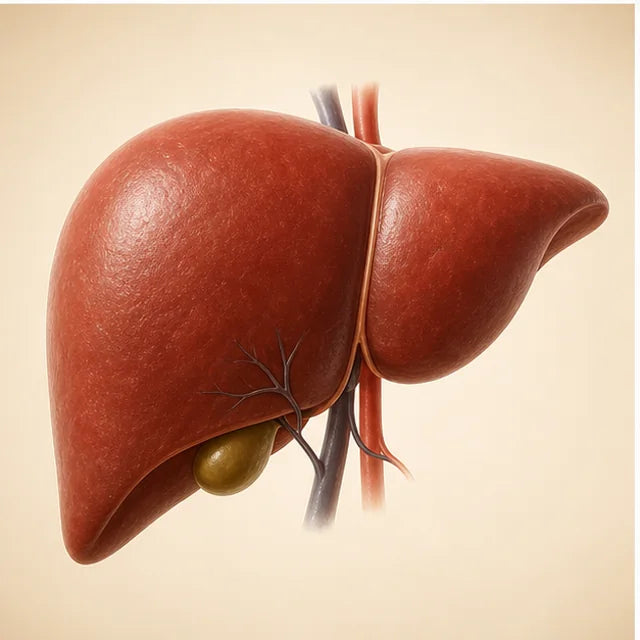 Liver health support